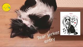 Purrovision Contest 2024 a tear jerker entry by Mr. Darcy, tuxedo cat ( Eurovision inspired )