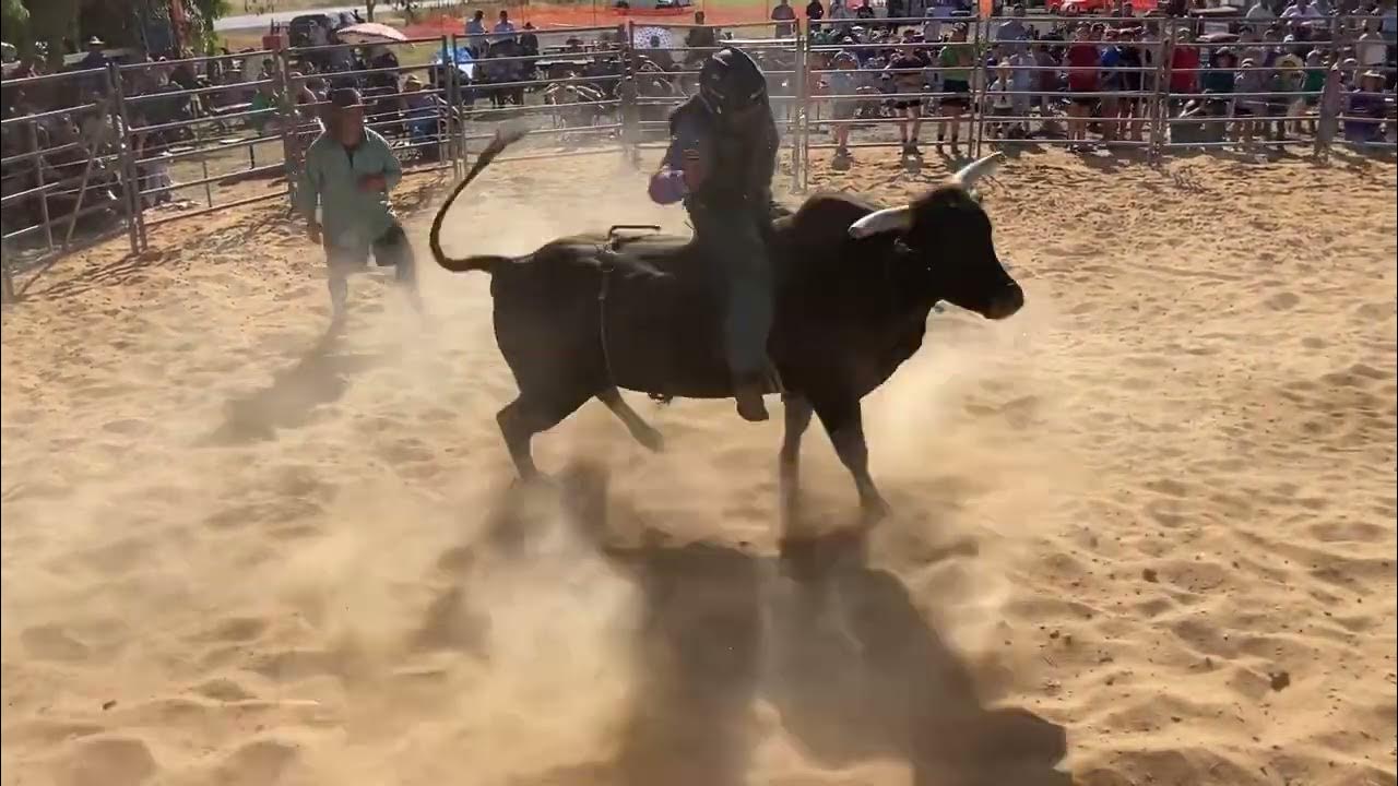 Tyson Bucking Bulls 'Jubba' Bucking Bulls Australia Collie Hotel