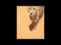 Cheetah Meows