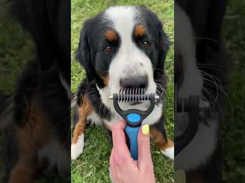 Чешем собаку #bernesemountaindog #бернскийзенненхунд #груминг #grooming