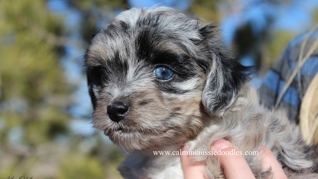 36 HQ Images Australian Doodle Puppy For Sale : Crawford Doodles - Labradoodle Puppies For Sale ...