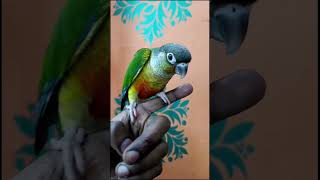 Hand tamed yellow sided conure available for sale 9872510720 #handtameparrot #conure