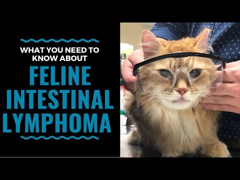 What You Need To Know About Feline Intestinal Lymphoma: VLOG 98