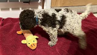 Our Loveable Lagotto Litter now 5 weeks old