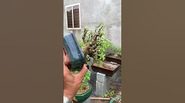 Mct giao lưu anh em kiếm tiền nui đam mê #bonsai #bonsaitihon #bonsaivietnam #bonsaitree