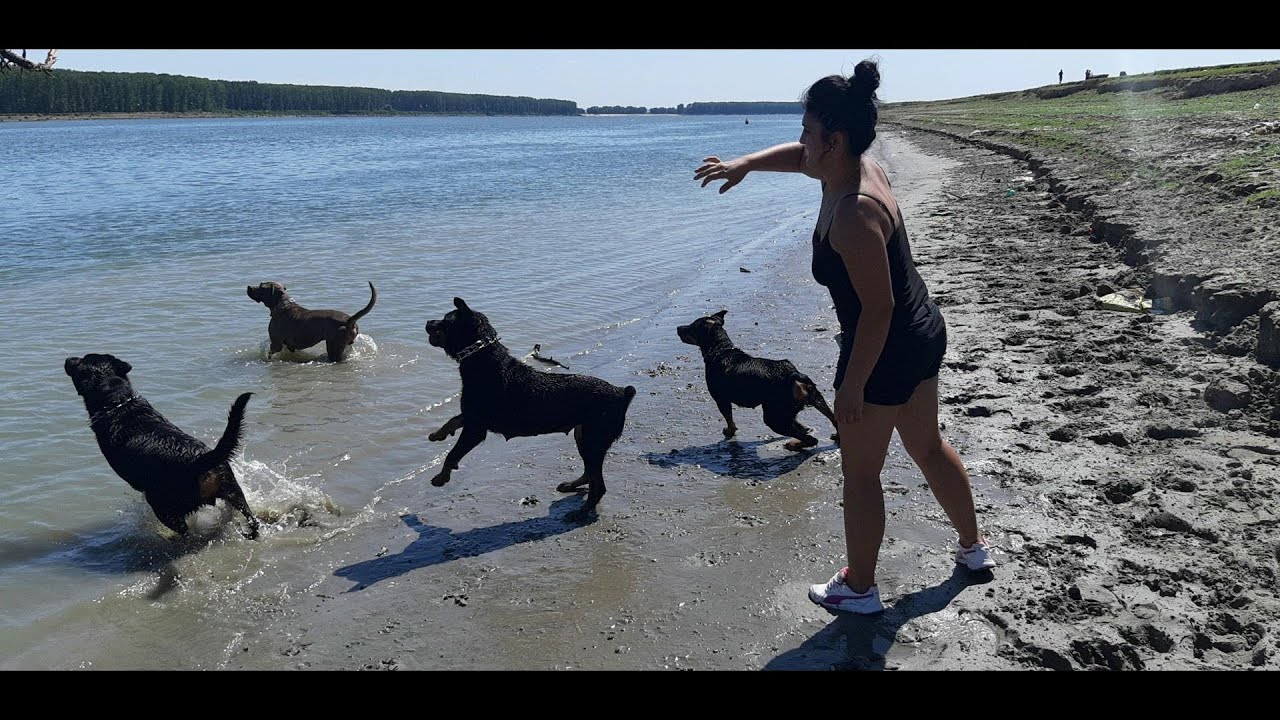 #38 CAINII MEI LA BAIE - MASCUL DE ROTTWEILER CONTRA GEAMANDURA