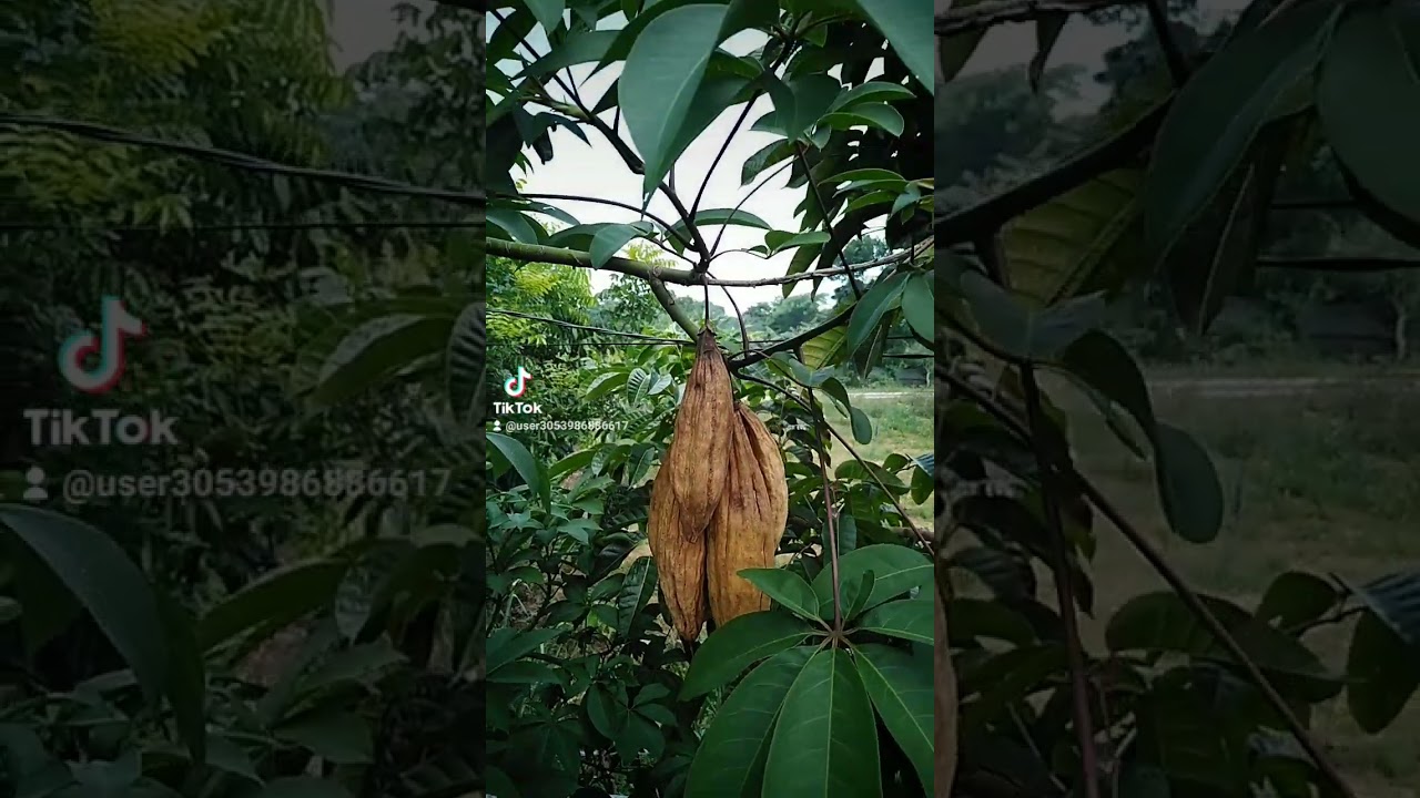 Kapok Tree Benefits. Please visit my Tiktok account : Gardenerong Gala Store. ☺️❤️
