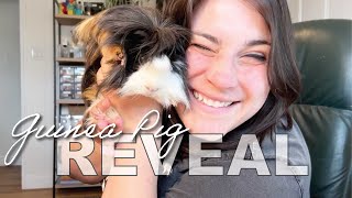 The Silly Goose Boy Gang Grows by 3! **Guinea Pig Reveal** lol