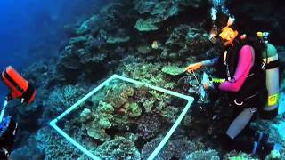 Coral Reef Official Trailer