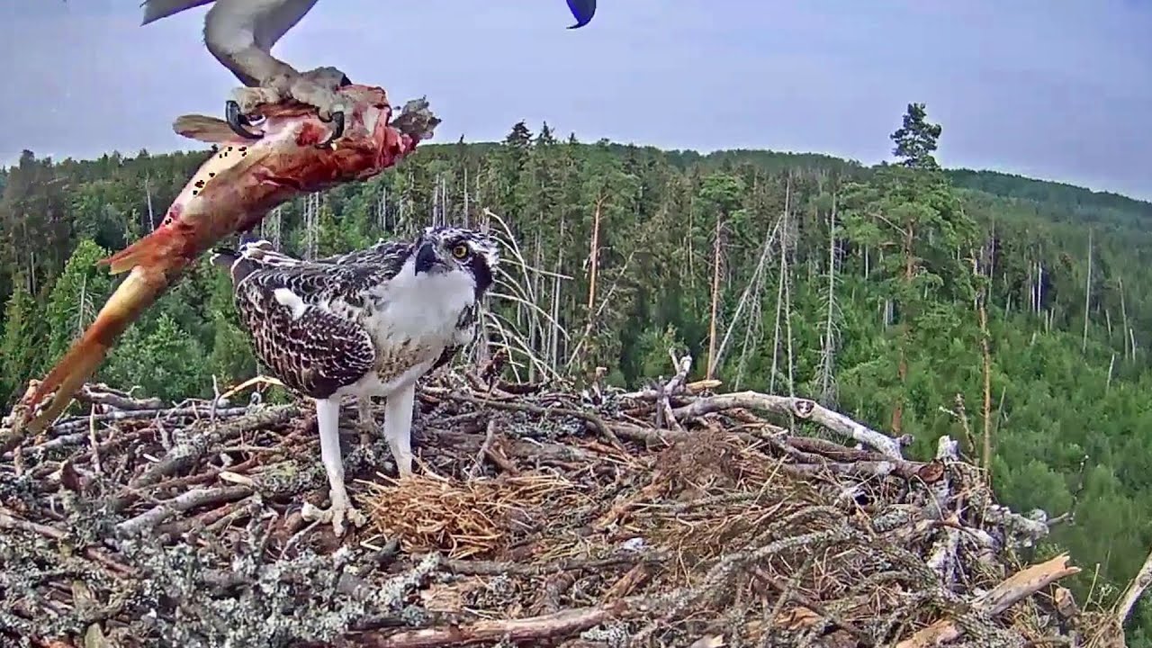 Kalakotkas 2~ Big fish for the osprets is brought~3:39 PM 2021/07/26