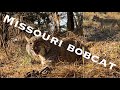 TRAPPER J's VLOG S.2 EP.22 {MISSOURI BOBCAT #2}