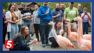 Nashville Zoo hosts Sips for Species, a night out at the zoo just for adults