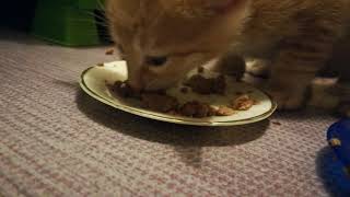 котятам 1 месяц, они пробуют первый прикорм в виде паштета котятам 1 месяц, они пробуют первый прикорм в виде паштета