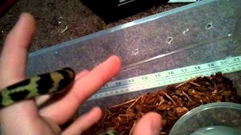 New Irian Jaya Carpet Python