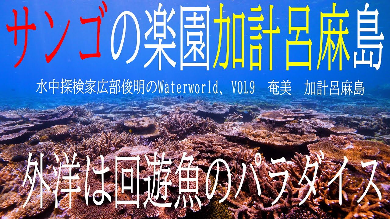 水中探検家広部俊明のWater world VOL9 奄美　加計呂麻島　Underwater explorer Toshiaki Hirobe's Water world