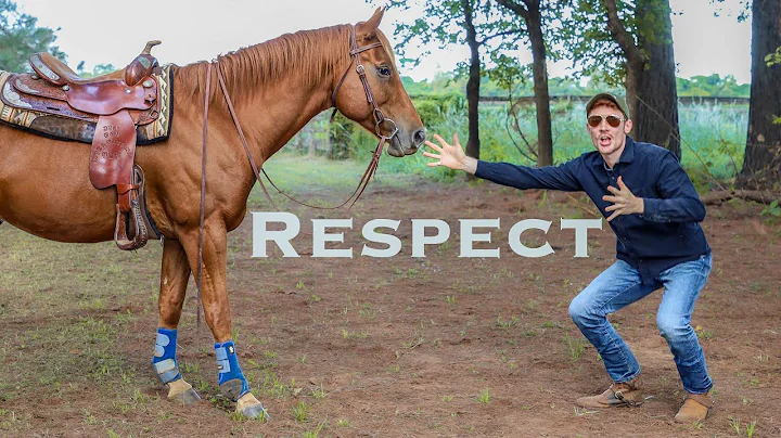 How To Get A Horse To RESPECT You! (3 Exercises) - DayDayNews