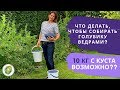 Собираем урожай  голубики. Сколько можно собрать с одного куста.