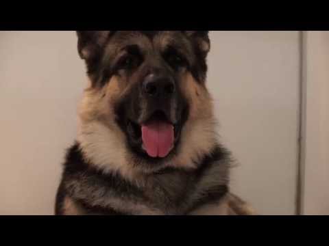 Восточно-европейская овчарка на World Dog Show 2016
