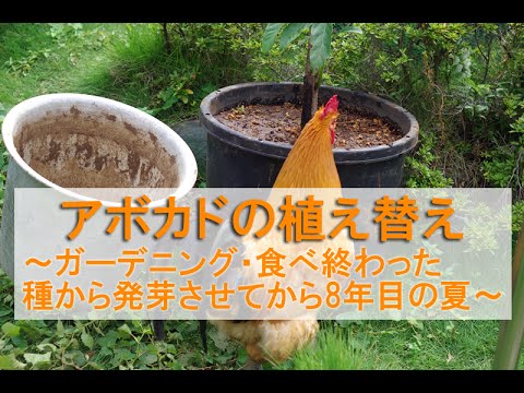 アボカドの植え替え 栽培 ガーデニング 食べ終わった種から発芽させ8年目の夏 Youtube
