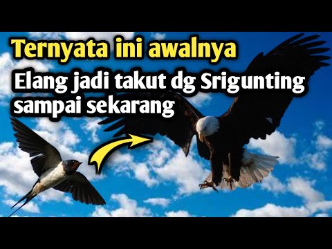 Video: Mengapa Burung Itu Mengalahkan Tingkap