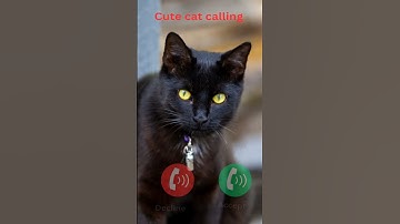 cat calling #ringtone #smartphone #music #ringtones #song #device #cat #funnycallringto