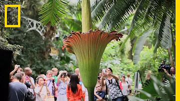 How much does a corpse flower cost?