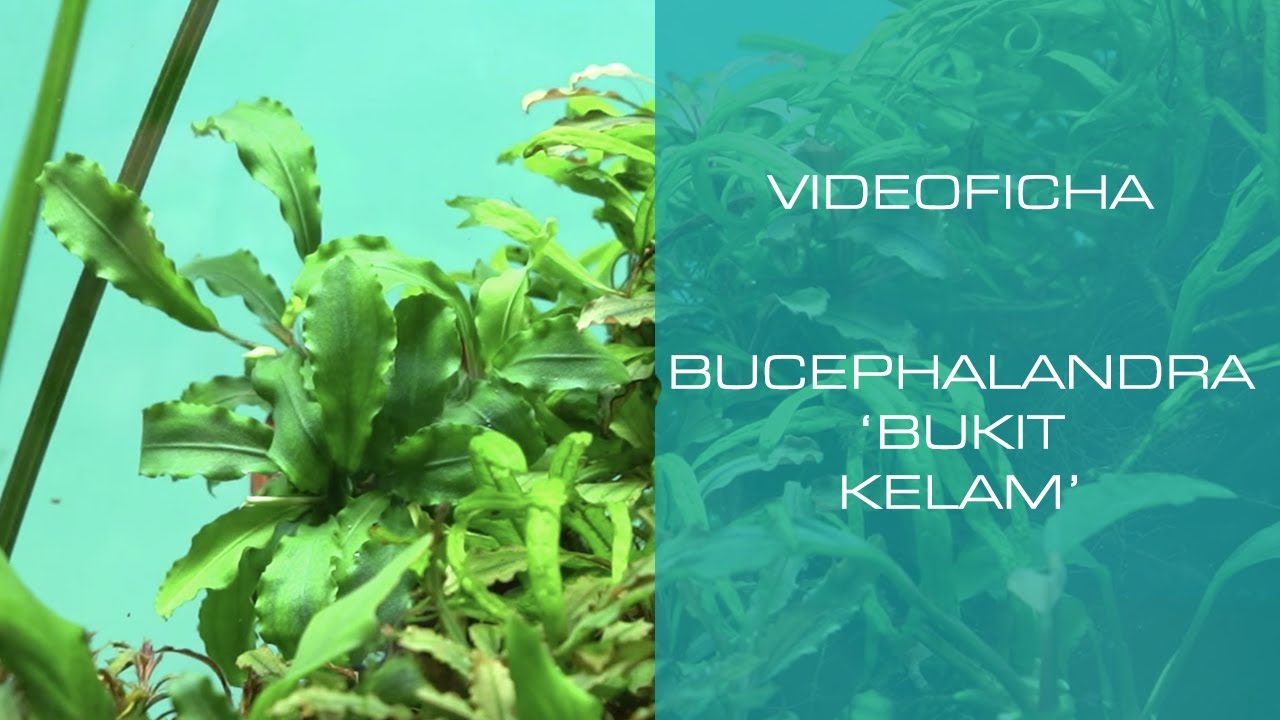 Bucephalandra 'Bukit Kelam' - Video File - Formerly Wavy Green