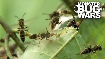 Green Ants Vs Paper Wasps | MONSTER BUG WARS
