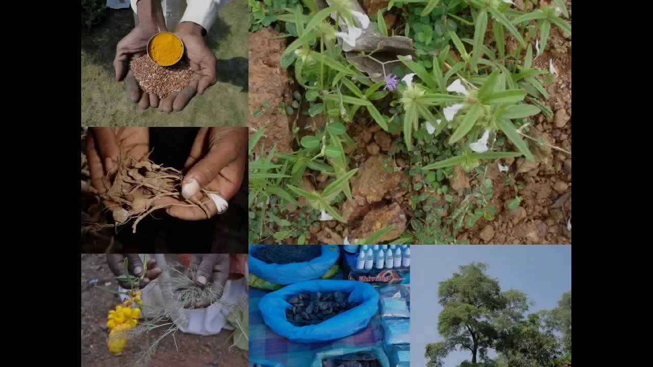 Medicinal Rice P5N Formulations for Isodon Excess: Pankaj Oudhia's Medicinal Plant Database