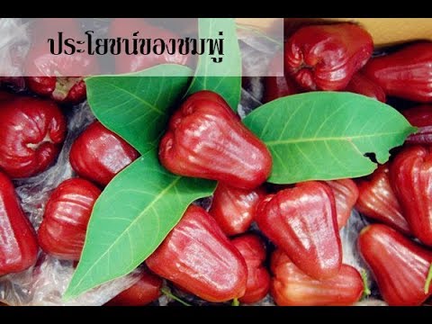 ชมพู่ ประโยชน์ด้านสุขภาพของชมพู่สีแดง