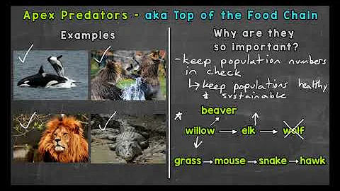 Apex Predators | Ecosystems