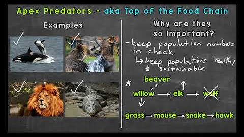 Apex Predators | Ecosystems