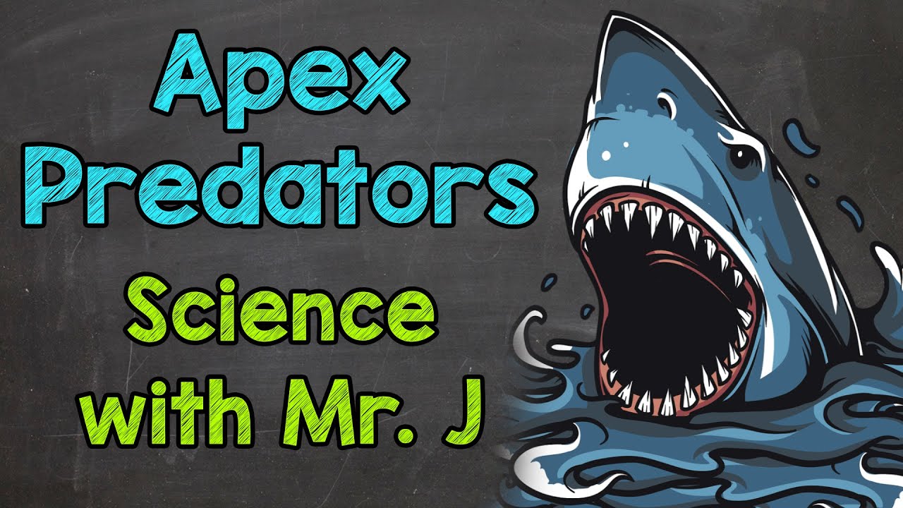 What is an apex predator?