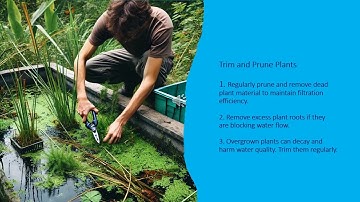 How to Maintain the Bog Filter for a Koi Pond