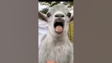 ,#short #shorts. #trending #youtube