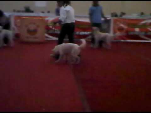 Anjing Kintamani Bali Jds Jantan Dws 3gp Youtube Anjing Kintamani Bali Jds Jantan Dws 3gp Youtube