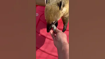 Сколько енотов и носух на видео?)