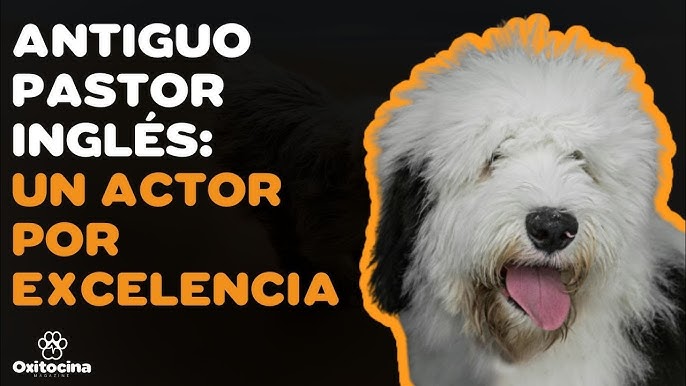 Conozca la belleza de los perros Pastor Inglés Ovejero 