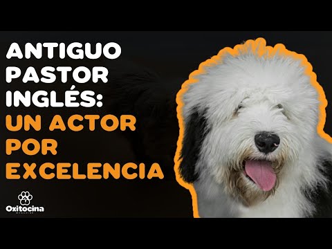 Viejo pastor inglés – Comportamiento Animal