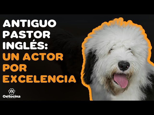 Conozca la belleza de los perros Pastor Inglés Ovejero 