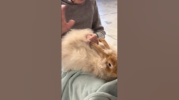 spinning yarn off a rabbit