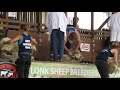 The Great Yorkshire 2017, Sheep Shearing, England v Scotland Test