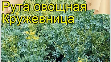 Рута Кружевница (Рута). Краткий обзор, описание характеристик, где купить семена ruta