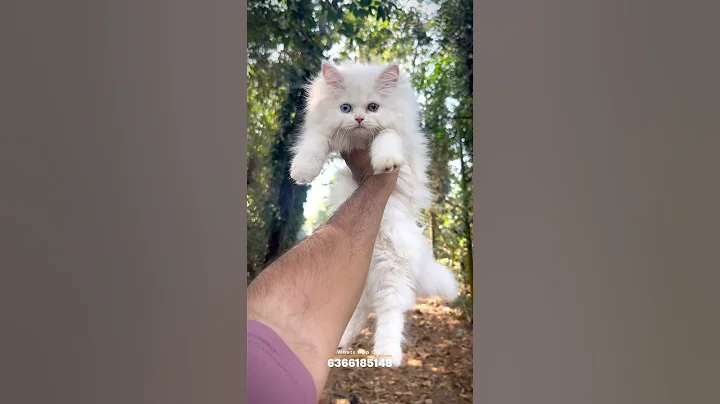 Watch the video about Persian Cat | Persian cats for life | Persian cats for sale | cats for sale | White persian cat