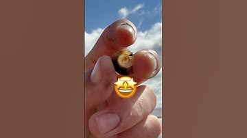 I can’t believe this beach find, a natural wonder 💭! #fossil#ammonite#beachfinds