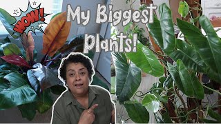 These Are My Biggest Plants Theyve Grown So Much