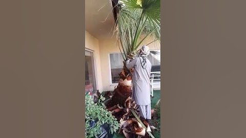Cleaning Date Palm Tree _ Amazing Skills