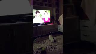 She understands Turkish and English 😂 #subscribe #funnydogs #shortsviral #shorts #short #global #tv
