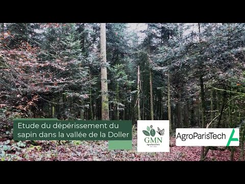 Etude du dépérissement du sapin dans la vallée de la Doller (Vosges)