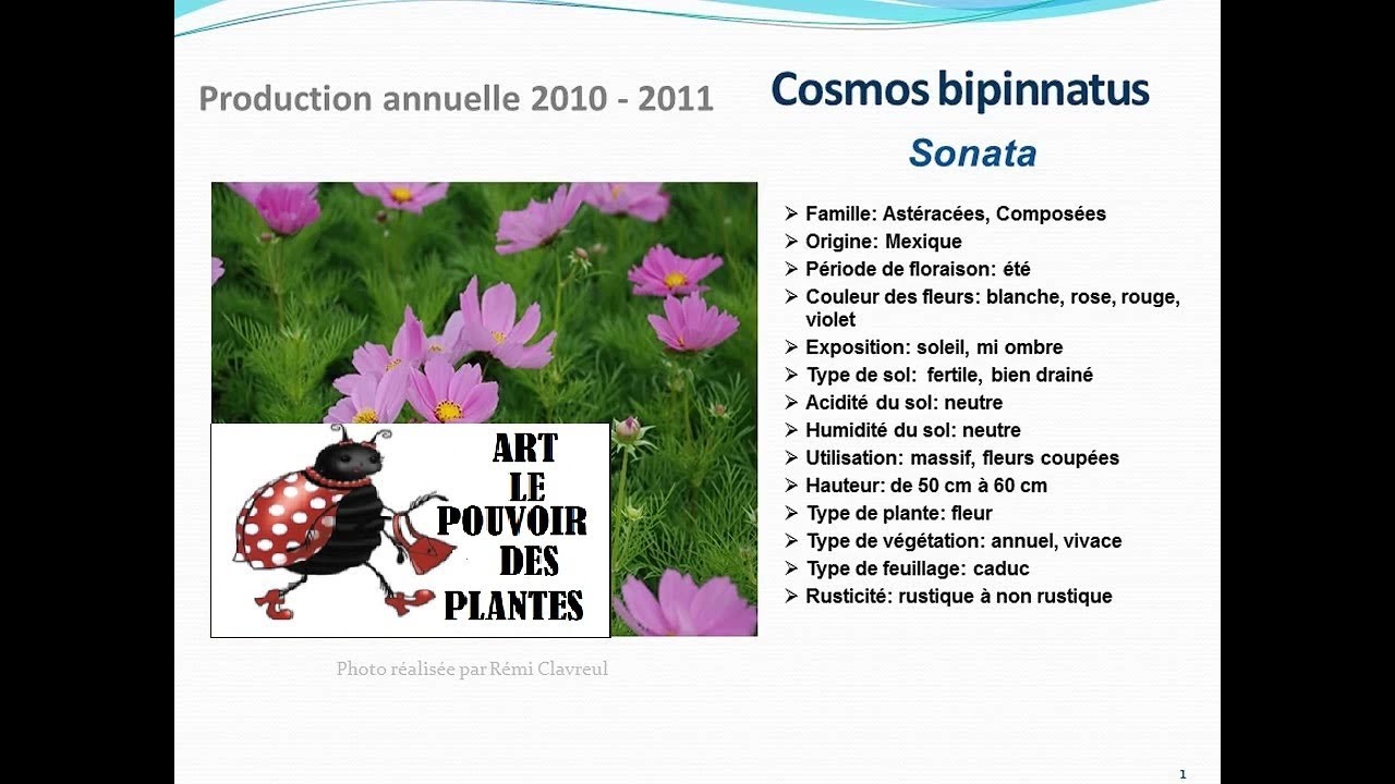 Tuto jardin: Cosmos bipinnatus Sonata: fiche technique plante annuelle -  thptnganamst.edu.vn